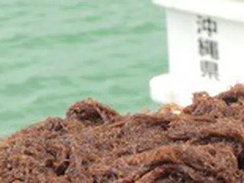 Hợp chất Fucoidan từ Nhật Bản hỗ trợ sức khỏe bệnh nhân ung thư