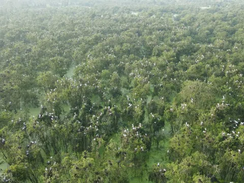 Bãi hàng nghìn chim sinh sản ở Đồng Tháp