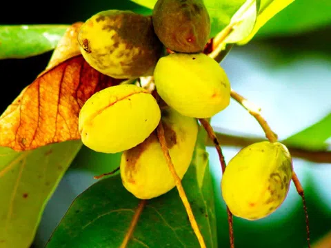 Quả bàng chín là ‘thuốc bổ hồi sinh’?