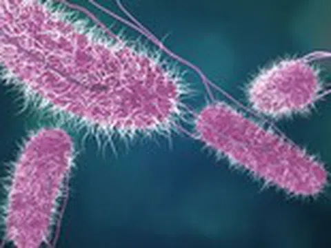 4 món ăn nhiễm vi khuẩn Salmonella khiến 80 học sinh nhập viện