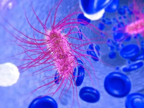 E. coli nguy hiểm thế nào?