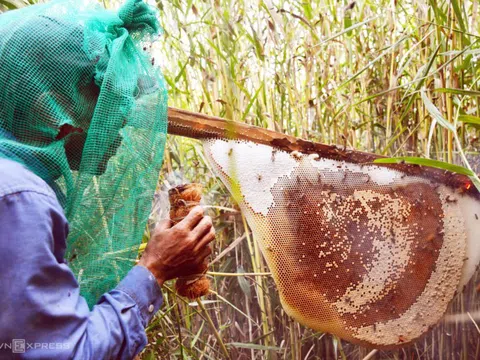 Trải nghiệm ăn ong ở rừng tràm U Minh Hạ