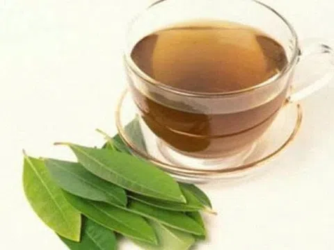 Uống nước lá vối mỗi ngày có tốt không?