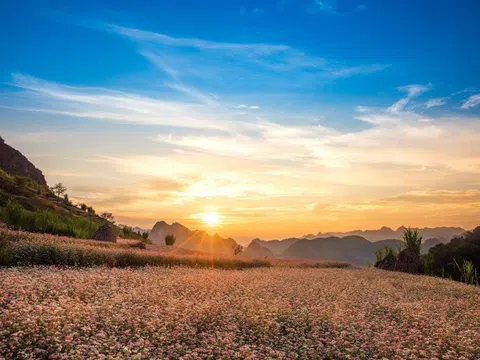 Thời điểm nào đẹp để lên Hà Giang ngắm tam giác mạch?