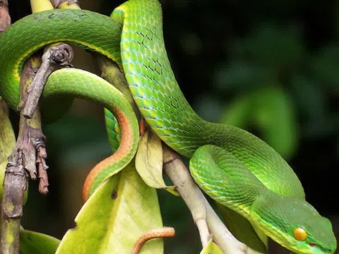 Mùa mưa nước ngập, đề phòng rắn lục đuôi đỏ cắn