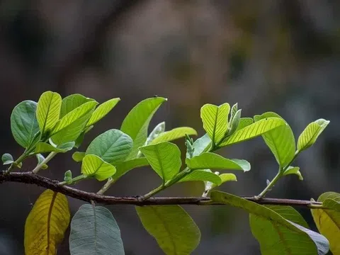 7 lợi ích bất ngờ từ lá ổi không phải ai cũng biết
