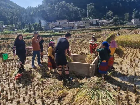 Khách Tây gặt lúa ở Hà Giang