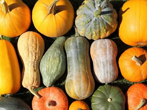 Ít người biết lợi ích tuyệt vời của bí đỏ