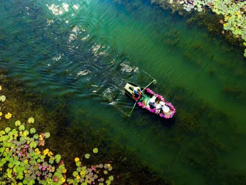 Cảnh sắc Tam Cốc mùa hoa súng nở