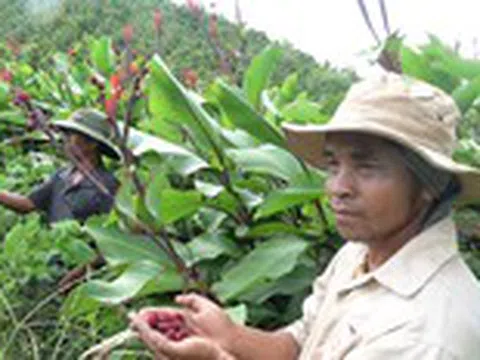 Thảo dược quanh nhà phòng chữa phì đại tiền liệt tuyến, loại bệnh 30-90% nam giới mắc