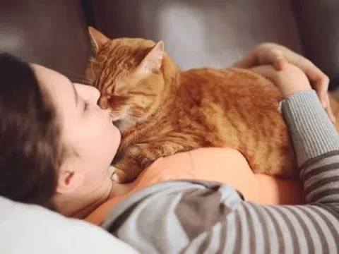 Mang mèo hoang về nuôi, cả gia đình bị nhiễm nấm da
