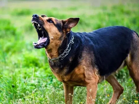 Bé trai 7 tuổi bị chó nhà nặng 25 kg cắn