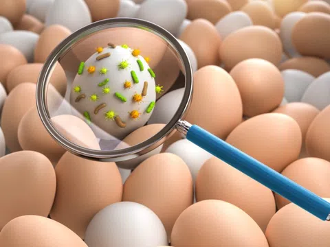 Thực phẩm có nguy cơ nhiễm Salmonella cao nhất
