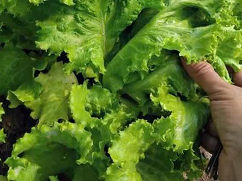 Nhiều loại ký sinh trùng tưởng tuyệt chủng lại xuất hiện ở Việt Nam