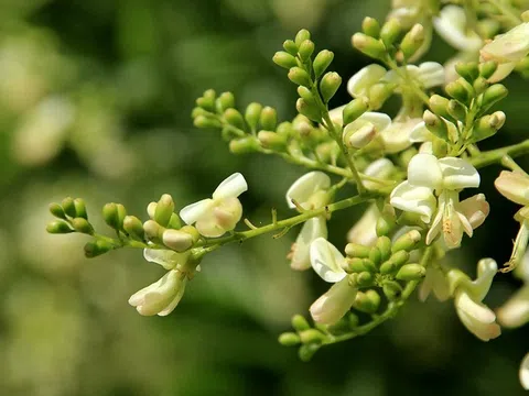 Hoa hòe, vị thuốc quý, dân dã chữa nhiều bệnh