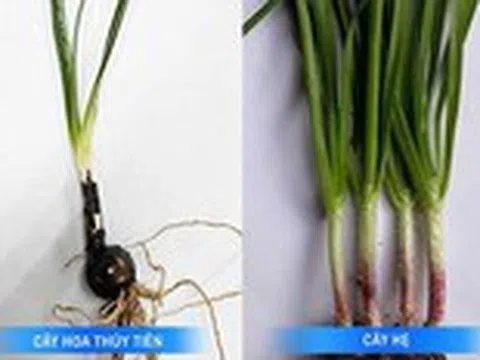 2 trẻ ngộ độc do gia đình hái nhầm lá hoa thủy tiên nấu cháo