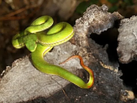 Suýt mất mạng vì một sai lầm khi chữa rắn độc cắn