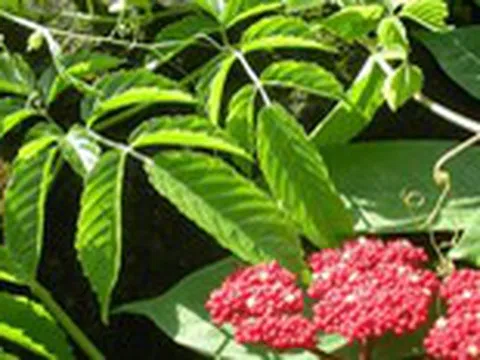 Cây gối hạc, vị thuốc nam quý chữa nhiều bệnh