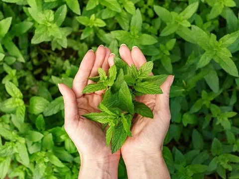 5 loại thảo mộc giúp thanh lọc phổi