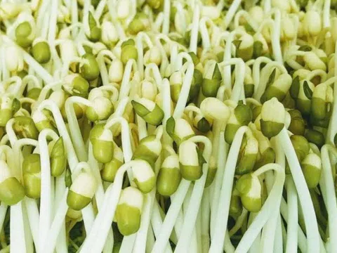 Bất bình vì chủ cơ sở trồng giá bằng hóa chất chỉ bị phạt tiền, không khởi tố
