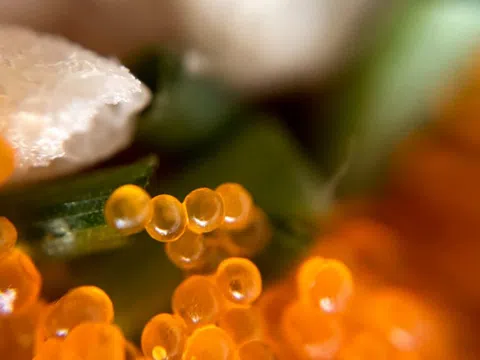 Chất béo có thật sự gây hại?
