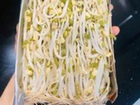 ‘Phong trào’ làm giá đỗ tại nhà trở lại, chị em rần rần chia sẻ cách làm dễ dàng