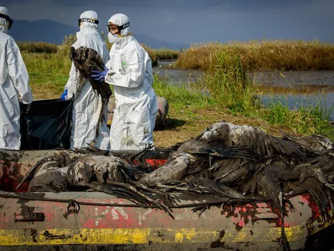 Israel phát hiện ổ dịch cúm H5N1 quy mô lớn từ gà và sếu