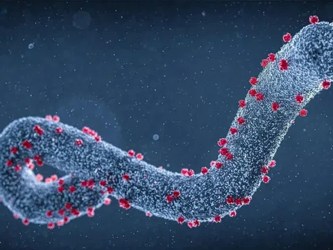8 người tử vong nghi do virus Marburg