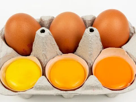 Lòng đỏ trứng màu đậm hơn có chứa nhiều chất dinh dưỡng hơn?