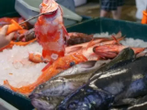 Cách nhận biết cá không còn tươi