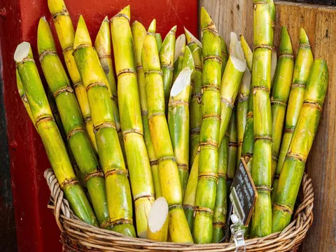 Món ăn tốt cho sức khỏe từ mía