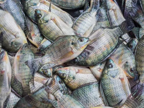 Hai loại cá vừa ngon vừa bổ, nên thêm vào thực đơn