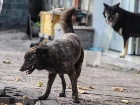 Người bán thịt chó bị chó cắn, chết vì bệnh dại