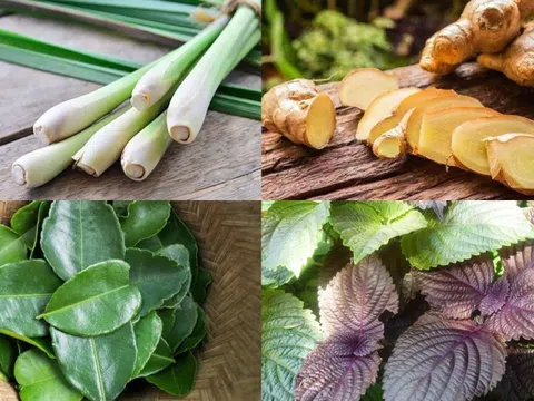 Mách bạn bài thuốc cổ truyền hữu hiệu giải cảm cúm, ngạt mũi, đau họng