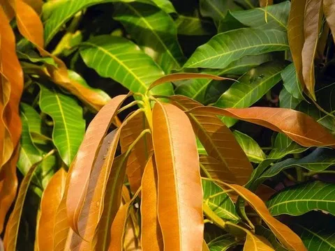 Loại lá từ cây ăn quả nhiều người mê giúp trị loét dạ dày