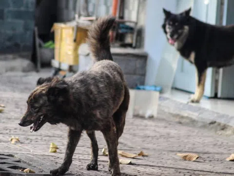 Người đàn ông chết nghi do bệnh dại, người thân khai ông bị chó cắn 2 năm trước