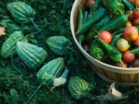 Cách sử dụng mướp đắng khi bị bệnh đái tháo đường