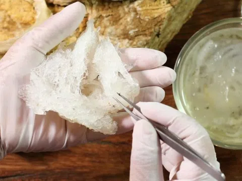 Tổ yến rất tốt nhưng ai không nên dùng?