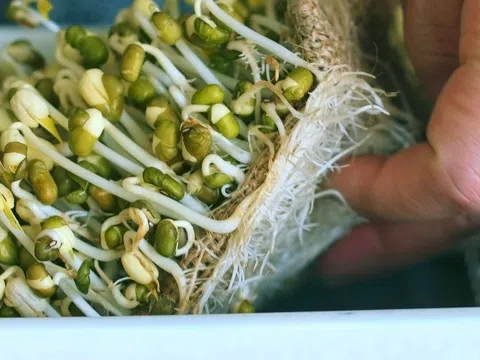 Nên ăn giá đỗ sống hay chín?