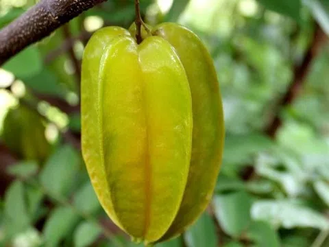 Ăn khế được vitamin, chất khoáng và chất xơ, rất tốt cho hệ tiêu hóa và tim mạch