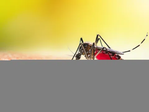 Sốt xuất huyết - không để ‘chuyện muỗi’ làm lớn