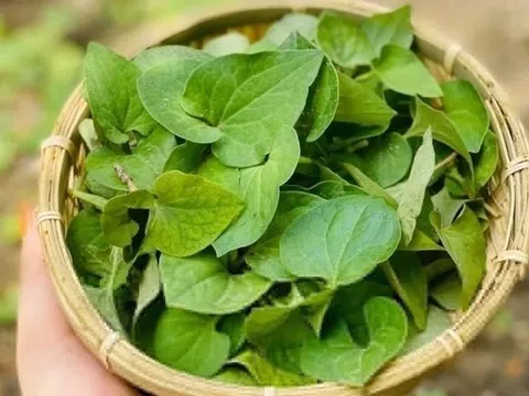 12 bài thuốc dân gian từ rau diếp cá