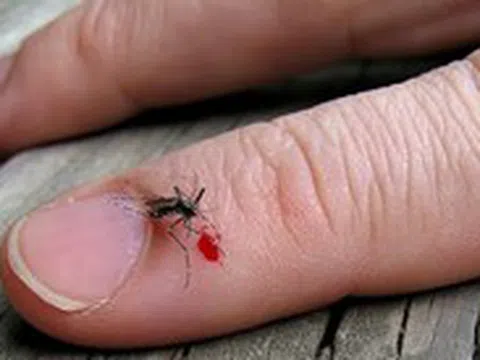 Loại thuốc trị bệnh biến máu người thành thuốc diệt muỗi
