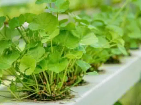 Cách sử dụng rau má làm đẹp da