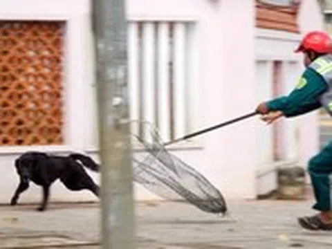 Chó thả rông nghi mắc bệnh dại cắn nhiều người ở Vũng Tàu