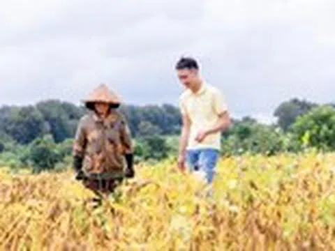 Vụ mới bắt đầu trên ‘Cánh đồng đạm tự nhiên’ ở Cư Jút
