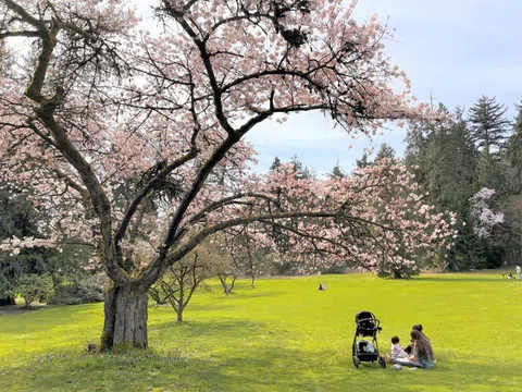 Anh đào bung nở bừng sáng Vancouver