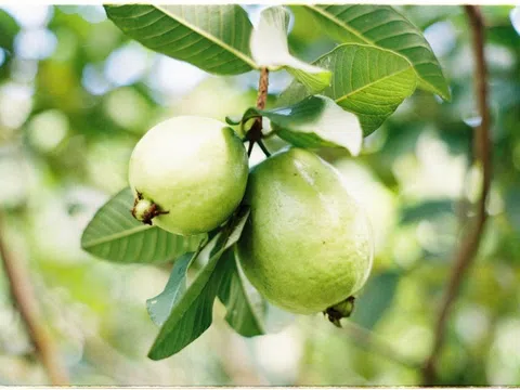 6 lợi ích tuyệt vời của nước lá ổi