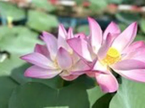 Về Cao Lãnh ngắm sen hồng nở rộ giữa lòng thành phố