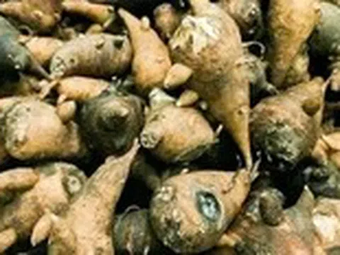Ăn củ ấu tàu thay cơm, người phụ nữ nhập viện vì ngộ độc